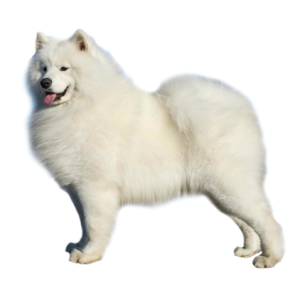 Samoyed PNG