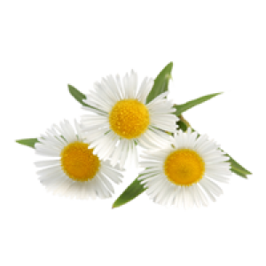 Camomile PNG image, free flower picture