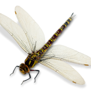 Dragonfly PNG