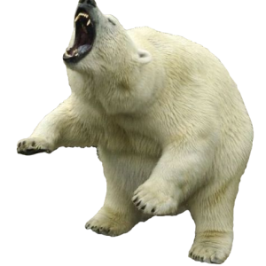 Polar white bear PNG