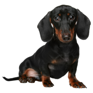Dachshund PNG