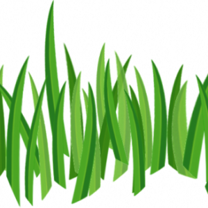 grass png image, green picture