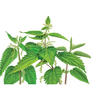 Nettle PNG