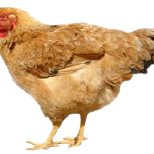 Chicken PNG image