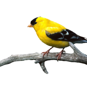 Bird PNG