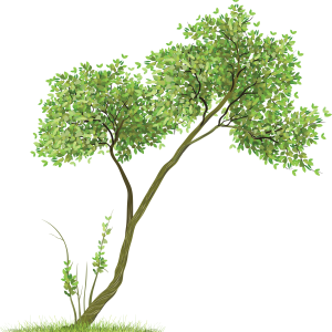 tree png image