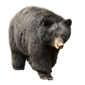 bear PNG