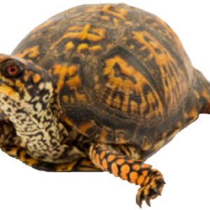 Turtle PNG