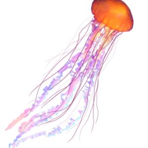 Jellyfish PNG