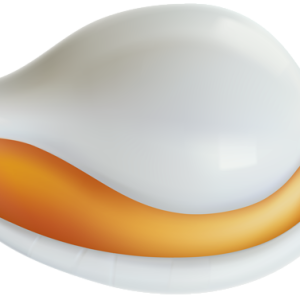 Seashell PNG