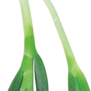 Leek PNG