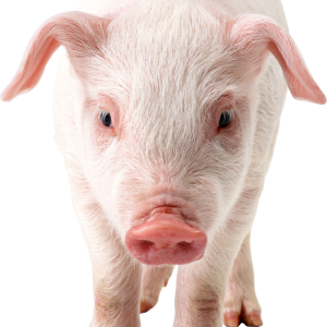 pig PNG image