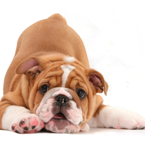 Bulldog PNG