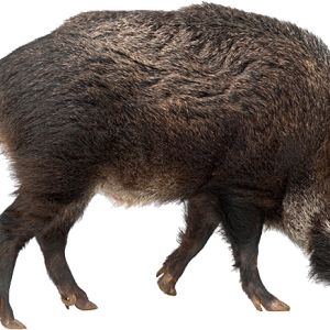 Boar PNG