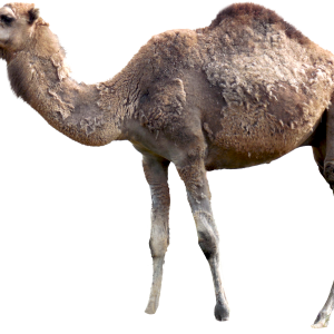 Camel PNG