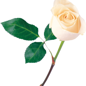 White rose PNG image, flower white rose PNG picture