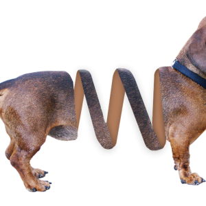 Dachshund PNG
