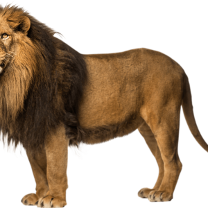 Lion PNG