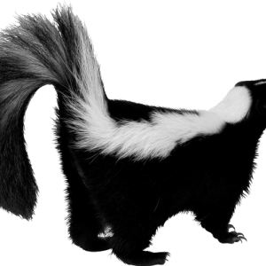 Skunk PNG