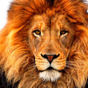 Lion PNG