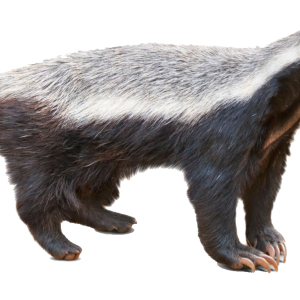 Badger PNG