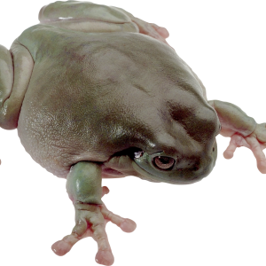 Frog PNG