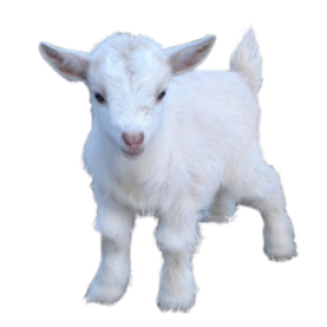 Goat PNG
