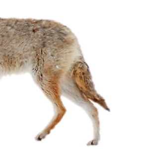 Jackal, coyote PNG