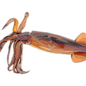 Squid PNG