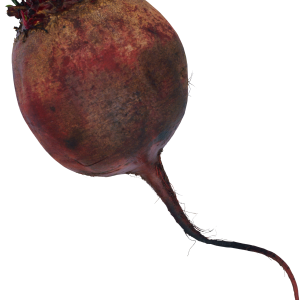 Beet PNG