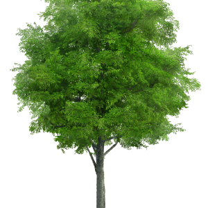 tree png image