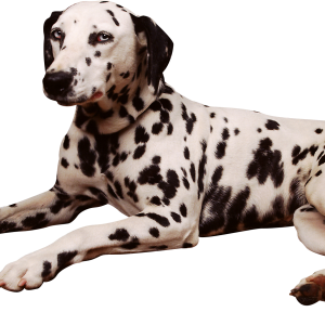 Dog PNG