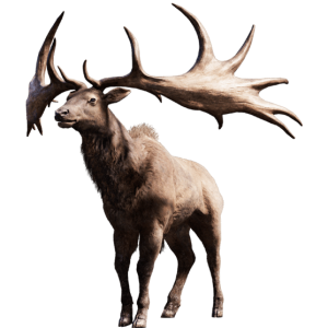 Moose, elk PNG