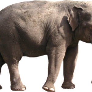Elephant PNG