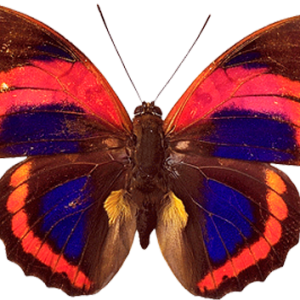 Butterfly PNG image