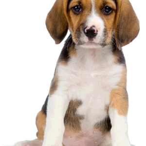 dog png image, picture, download, dogs