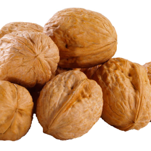 Walnut PNG
