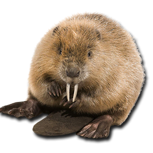 Beaver PNG