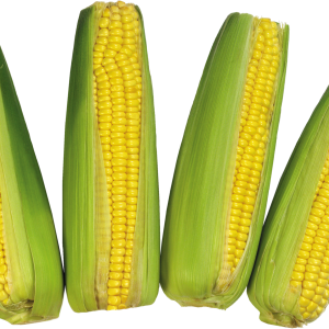 Corn PNG image