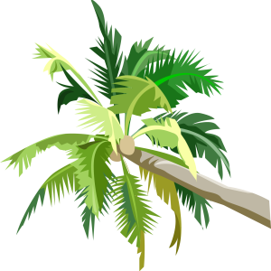 Palm tree PNG