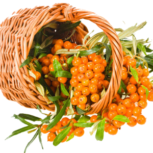 Sea buckthorn PNG