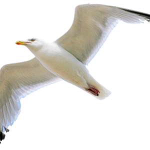 Gull PNG