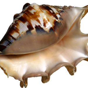 Conch PNG