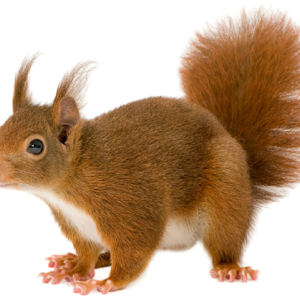 Squirrel PNG