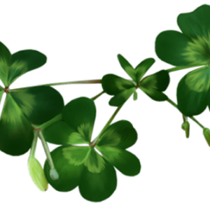 Shamrock PNG