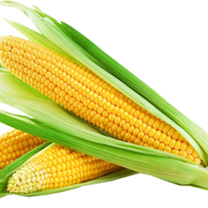 Corn PNG image