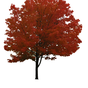 tree png image, free download, picture