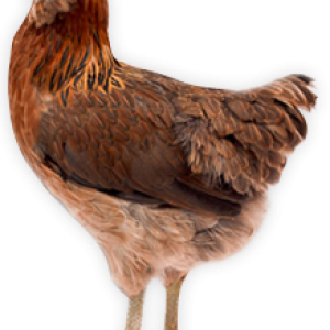 Chicken PNG image