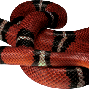 Snake PNG image picture download free
