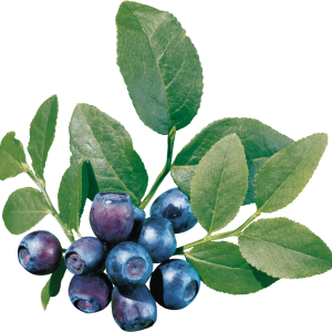 Blueberries PNG